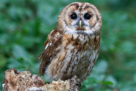 10 Fascinating Facts About Owls