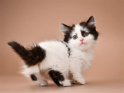 8 Munchkin Cat Breeds & Colors (With Pictures) | Hepper