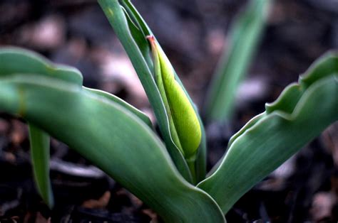 Tulip Bud – Offshoots Photography