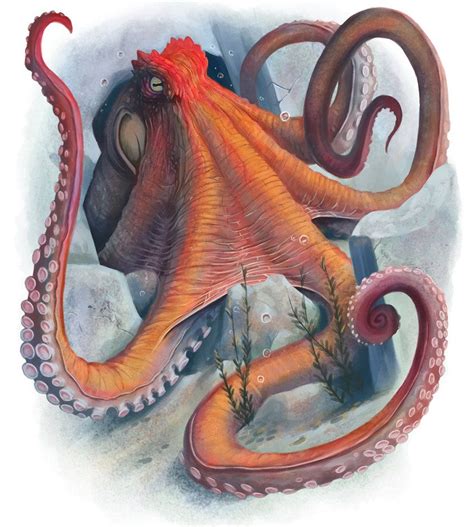 Giant Octopus by Dean Spencer. Octopus Drawing, Octopus Art, Paizo Pathfinder, Octopus Photos ...