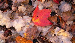 Turning Over a Not-So-New Leaf | Enjoyed an unseasonably war… | Flickr