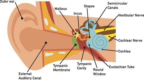 Labeled Ear Diagram And Functions Label Diagram Of Human Ear