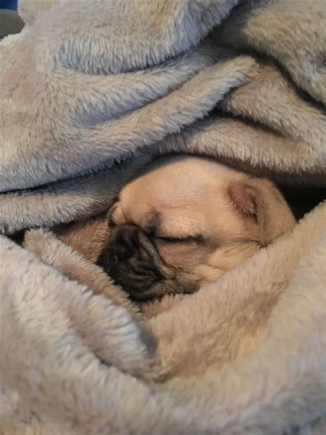 Pug in a blanket | Puppies, Pugs, Puppy love