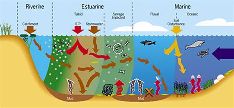 Top ten conceptual diagrams: Seagrasses, streams, eco-rhythms | Blog | Integration and ...