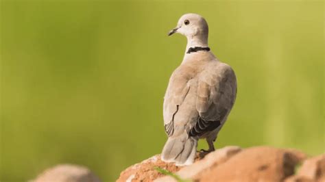 6 Astonishing Types of Doves Found in North America! - Chirper Birds