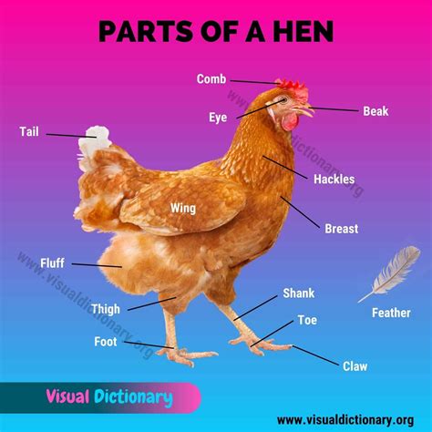 Chicken Anatomy: 16 External Parts of A Chicken You Should Know - Visual Dictionary