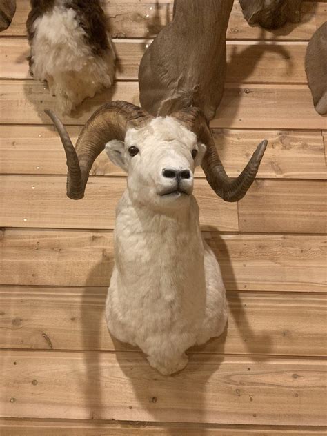 Dall Sheep | Taxidermy for sale, Sheep, Thick hair styles