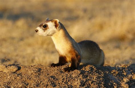 Black-Footed Ferret – Sedgwick County Zoo