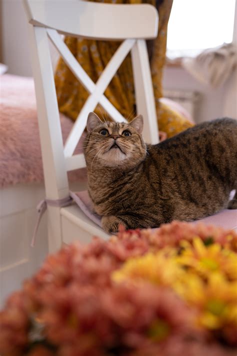 A Brown Tabby Cat on Snow Covered Ground · Free Stock Photo