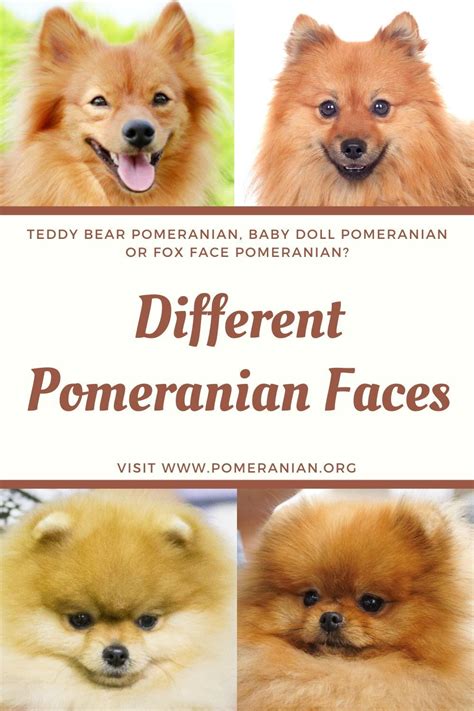 Pomeranian Faces. Teddy Bear Pomeranian, Baby Doll Pomeranian or Fox Face Pomeranian? # ...