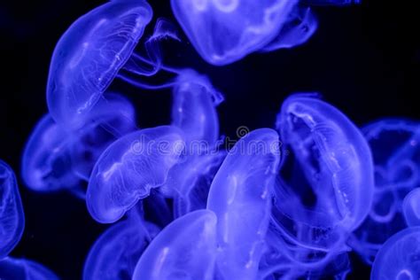 Moon Jellyfish Black Background Underwater Stock Photo - Image of invertebrate, marine: 160929906