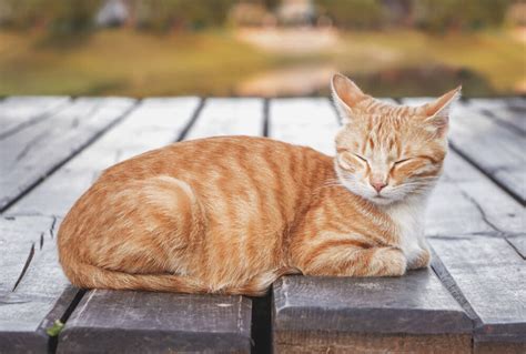 336 Sun-Kissed Orange Cat Names for Your Furry Friend - Animal Hype