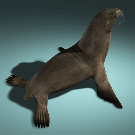 3d model california sea lion fur