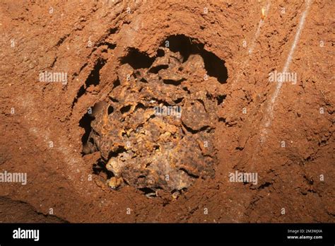 Inside termite mound Stock Photo - Alamy