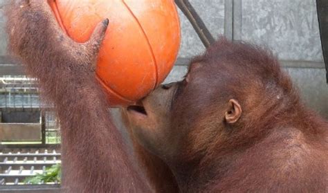 ENRICHMENT FOR ORANGUTANS