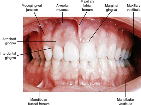 Incredible Mucogingival Junction References