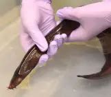 Hagfish - Description, Habitat, Image, Diet, and Interesting Facts