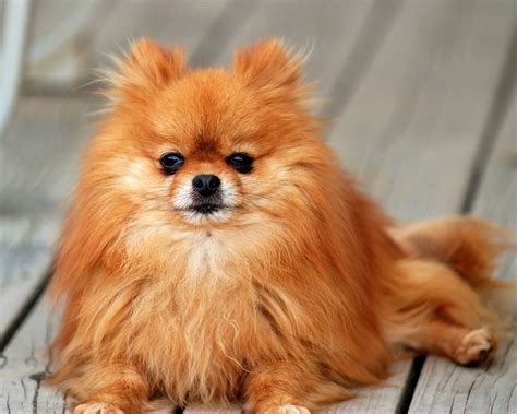 Pomeranian - All Small Dogs Wallpaper (18774613) - Fanpop