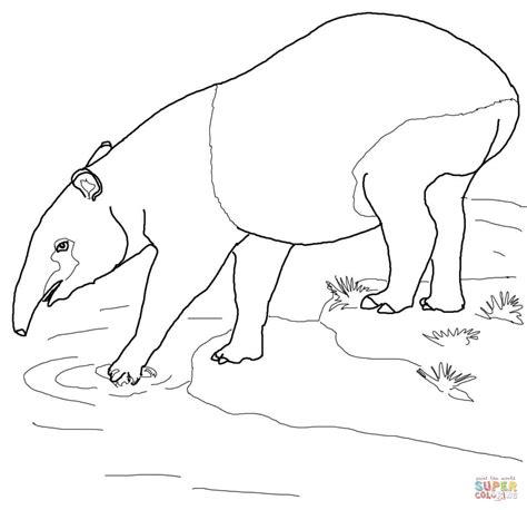 Malayan Tapir coloring page | Free Printable Coloring Pages