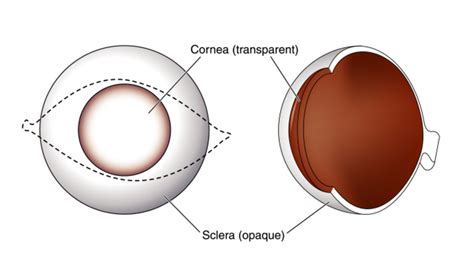 Sclera | Eye Patient