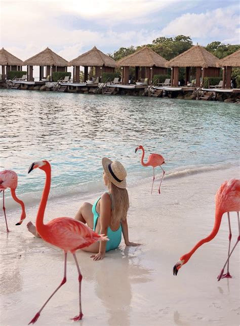 Visiting Flamingo Beach in Aruba: Everything You Need to Know – Sightseeing Señorita