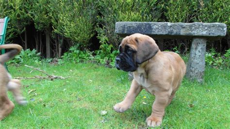 #boerboel puppy pics - CARIAD BOERBOELS Puppies For Sale UK Nobody does ...