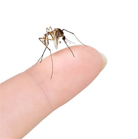 Mosquito Wings Stock Photos, Pictures & Royalty-Free Images - iStock