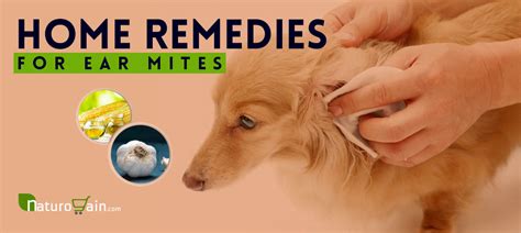 11 Simple and Best Home Remedies for Ear Mites