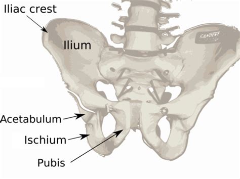 Iliac crest