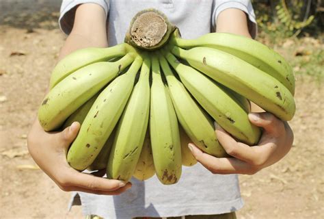 Harvesting Banana Trees: Tips On When And How To Harvest Bananas At Home | Gardening Know How