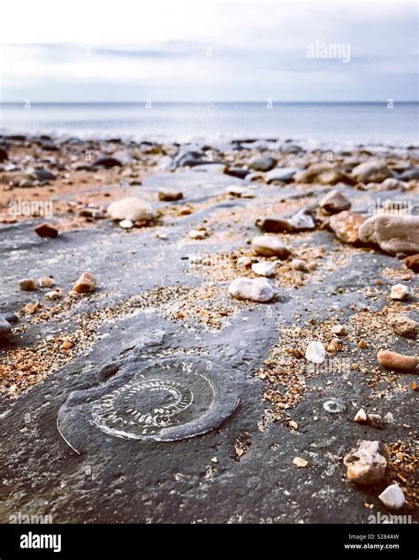 Fossil on Charmouth Beach Dorset Stock Photo - Alamy