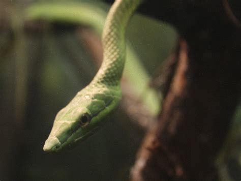 Green Vine Snake Free Photo Download | FreeImages