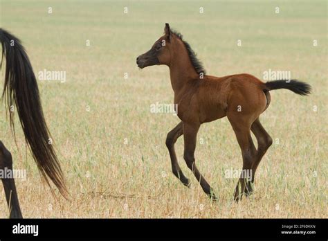 Arabian horse desert hi-res stock photography and images - Alamy