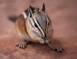 20 Types of Chipmunks: Species, Identification, and Photos