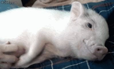 Piglet GIF - Find & Share on GIPHY