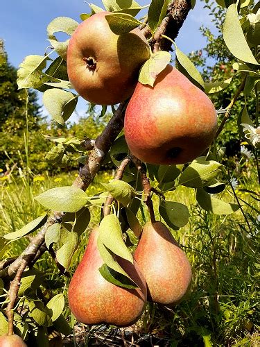 European Pear Trees for Sale | Burnt Ridge Nursery | Buy Pear Trees