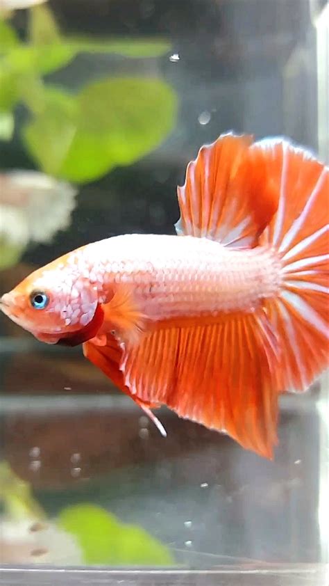 GIANT HMPK BO 4,5CM PINK ORANGE BETTA FISH – Rare Betta Fish Store