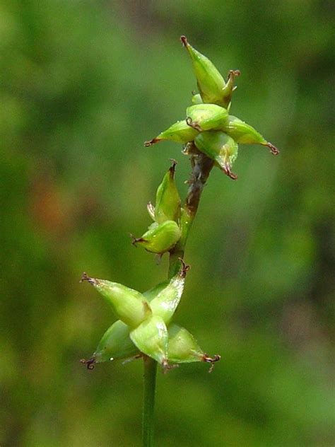 Carex interior (inland sedge): Go Botany