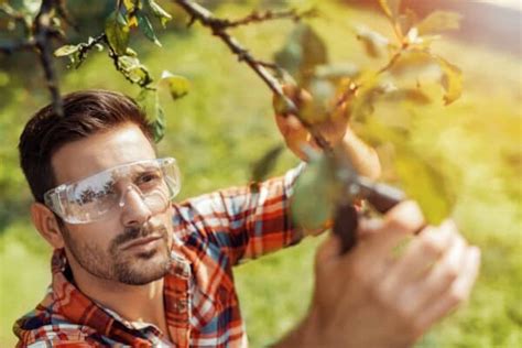 Pruning Fruit Trees: How to do it and When