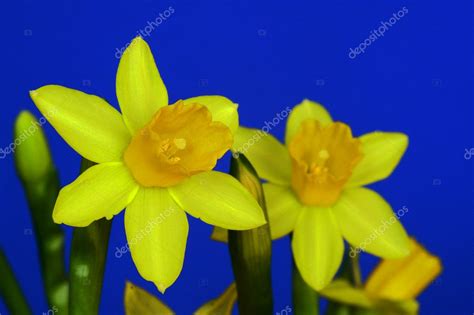 Yellow daffodil on blue background — Stock Photo © gkordus #8940927