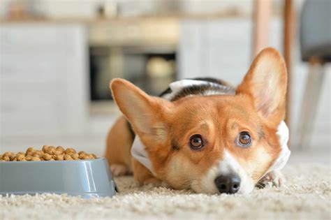 How Much to Feed a Corgi (Puppy & Adult Feeding Chart)