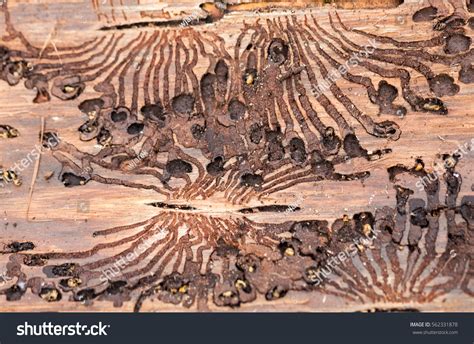 4,750 Bark beetle damage Images, Stock Photos & Vectors | Shutterstock