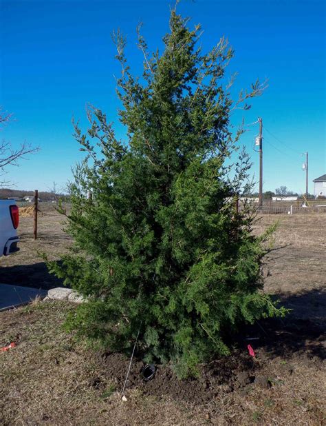 Eastern Red Cedar: Enhance Your Landscape and Privacy