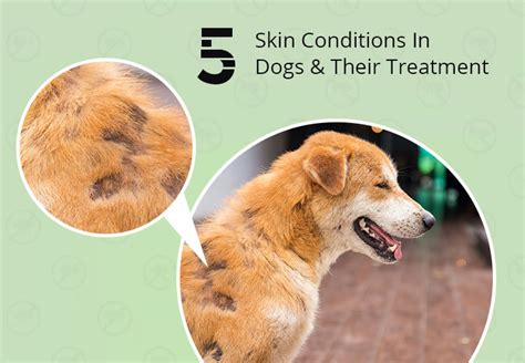 Are Dog Skin Infections Contagious