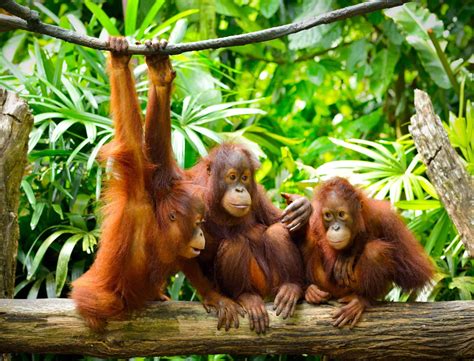 Discovery Of An Unknown Orangutan Population - A-Z Animals