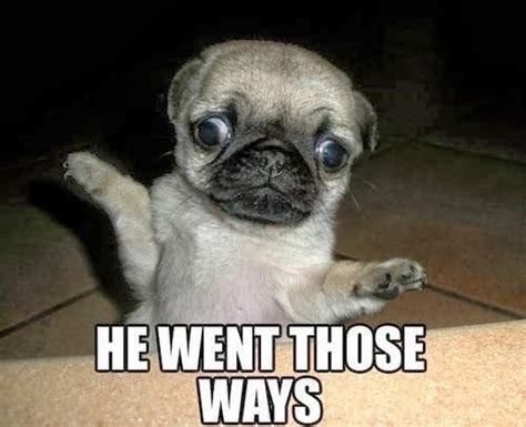 The Best Pug Memes on the Internet