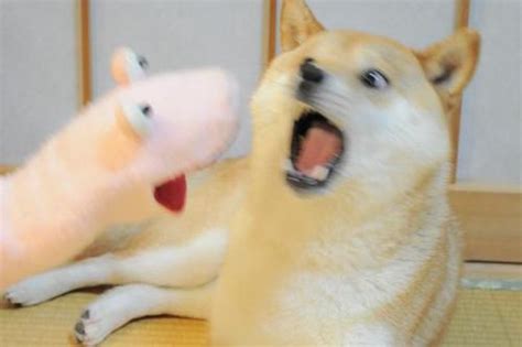 Surprised doge Blank Template - Imgflip