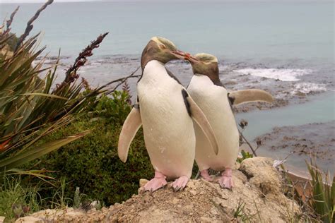 Yellow-Eyed Penguins At Risk Of Extinction In New Zealand - The Dodo