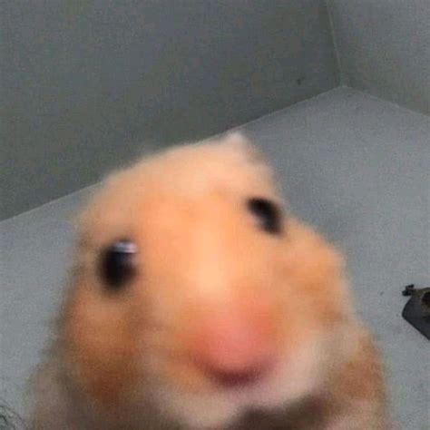 MisterHámster 🎩 on Instagram: “🐹 Hello! Selfie time 📸 ⠀ Síguenos: @misterhamster_co⠀ ⠀ 🎩 Los ...