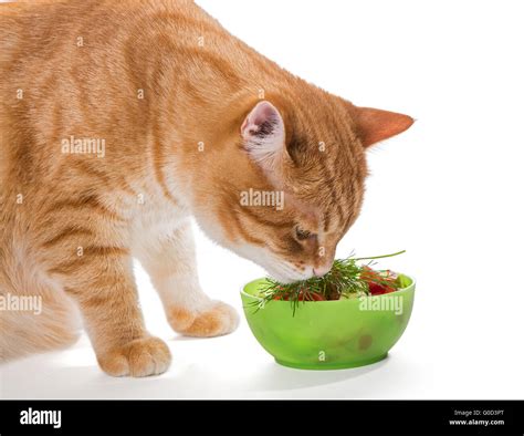 Fat ginger cat eating a salad, isolated on white Stock Photo - Alamy